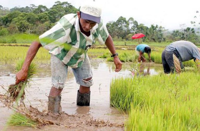 Producción de arroz cáscara y maíz amarillo cayó en Huánuco