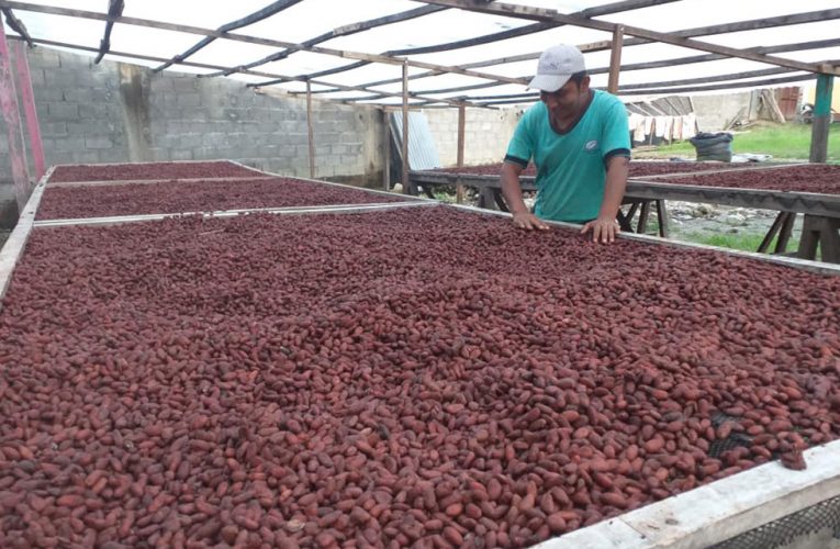 Codo del Pozuzo vende cacao por 117 500 soles