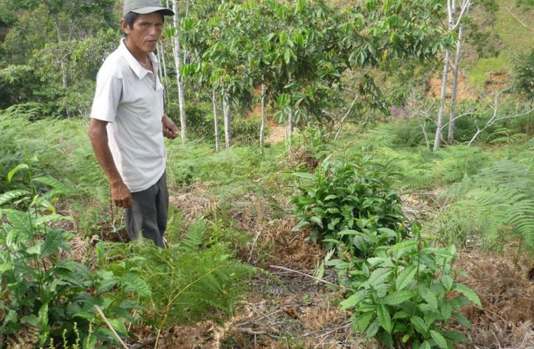 En 15 comunidades promueven el cultivo del té verde