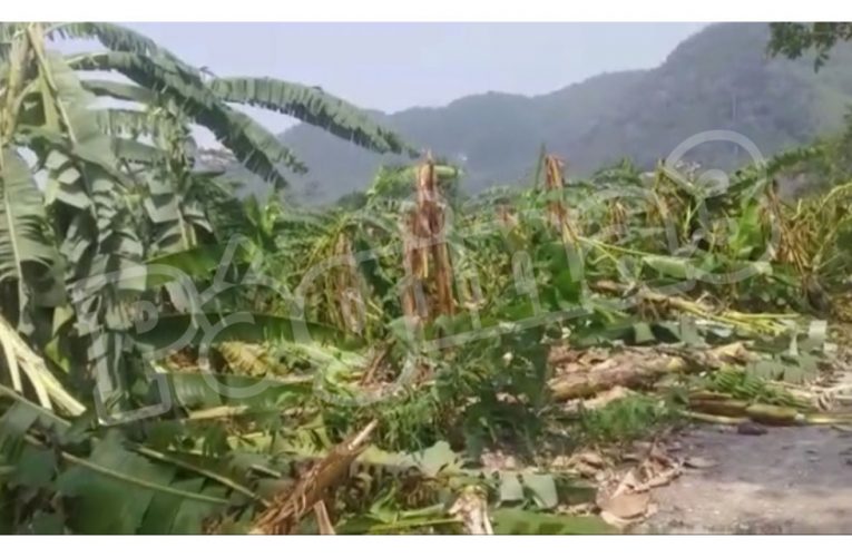 Vientos destruyen cultivos en Aucayacu