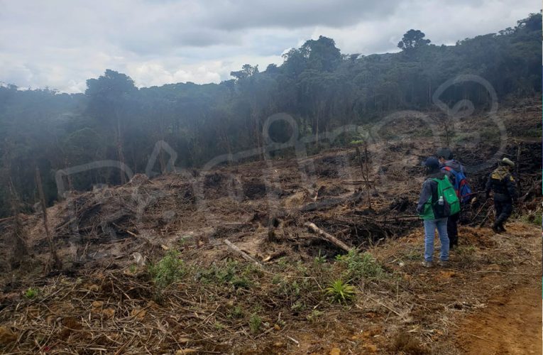 Constatan tala y quema de bosque protegido en Pillao