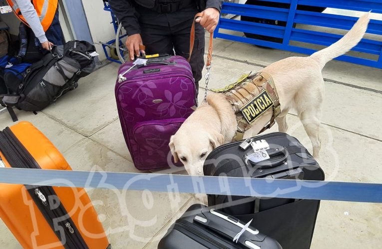 Con canes antidrogas realizan operativo en  aeropuerto