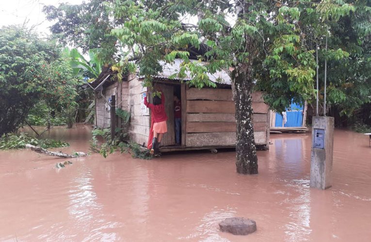 Desborde de ríos destruye 30 hectáreas de cacao y plátanos