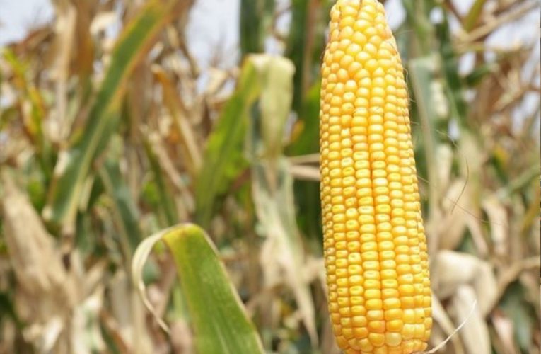 INIA: nuevo híbrido de maíz amarillo duro rendirá hasta 16 toneladas por hectárea