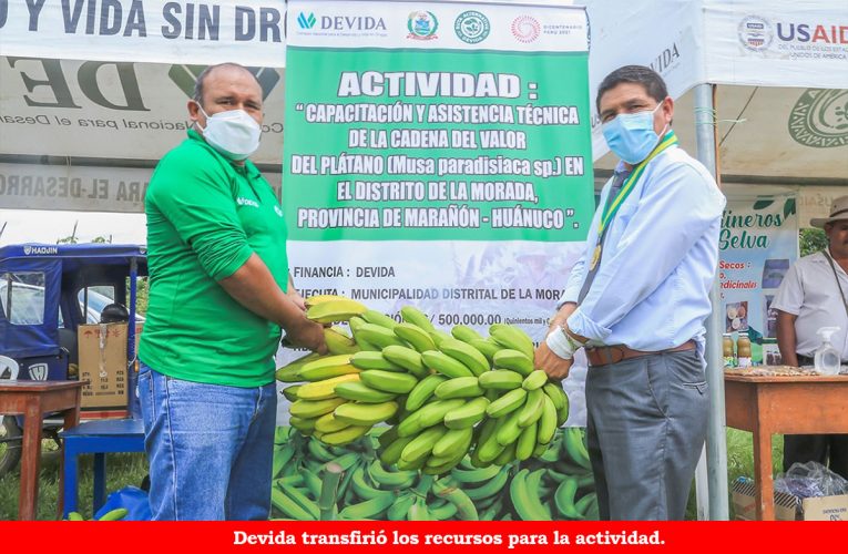 Renovarán parcelas de plátanos en La Morada