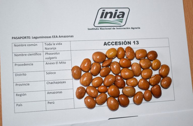 INIA busca generar nuevas variedades de leguminosas andinas