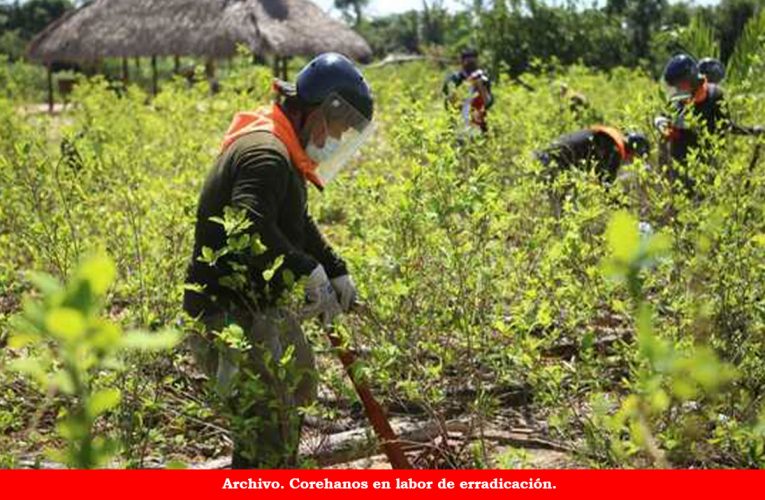 Alerta en Monzón ante anuncio de erradicación de cocales