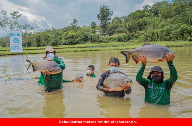 Instalarán laboratorio para reproducir  peces amazónicos