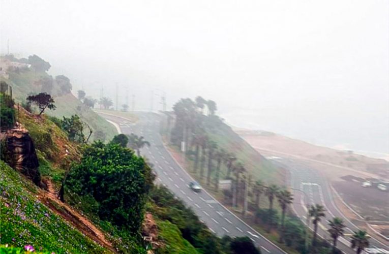 Lima, panza de rata