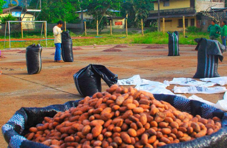 Huánuco en cuarto lugar en producción de cacao a nivel nacional