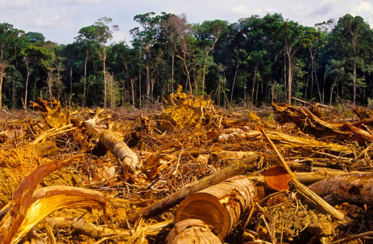 La deforestación de la amazonia por parte de “pequeños” empresarios. Y otros: solidaridad y condolencias