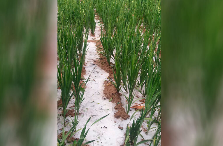 Granizada destruye cultivos en San Rafael
