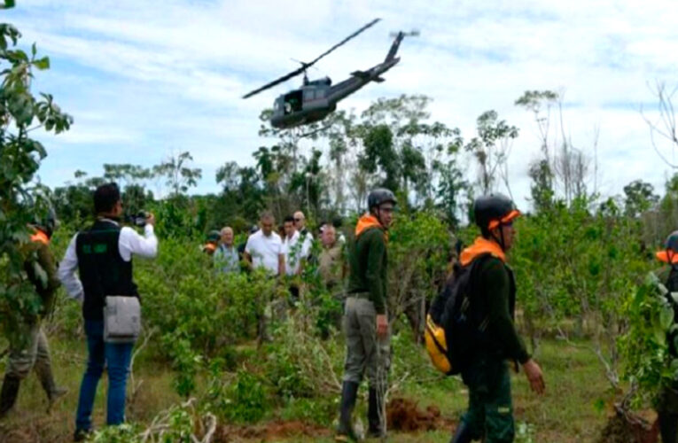 Destruyen más de 3,000 hectáreas de cultivos ilegales de hoja de coca
