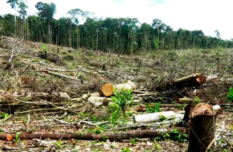 Mayoría de peruanos cree que se debe reducir la deforestación para desarrollar la amazonía