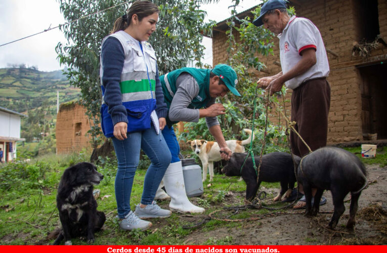 Vacunan para prevenir la peste porcina clásica