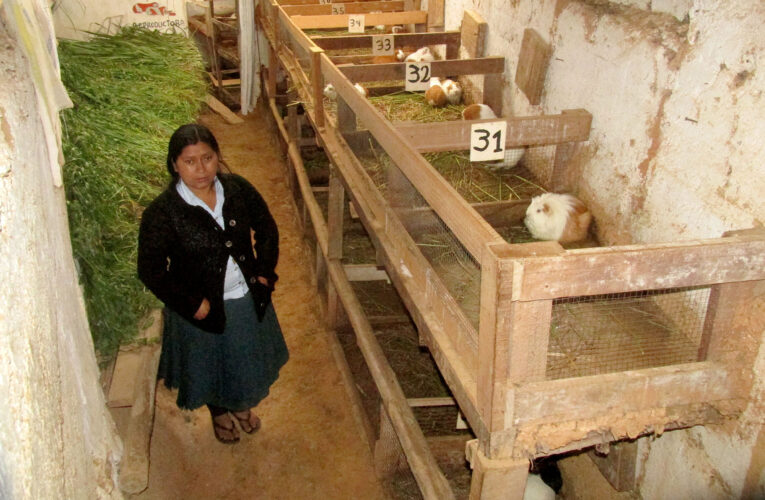 La crianza de cuyes, un modelo sostenible de conservación ambiental  y generación de ingresos de las familias rurales de Huánuco