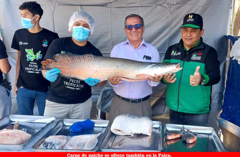 Huánuco produce 200 toneladas de paiche al año