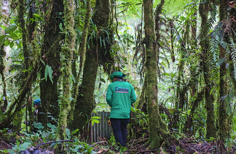 El Bosque Montano de Carpish: un tesoro natural que protege el futuro