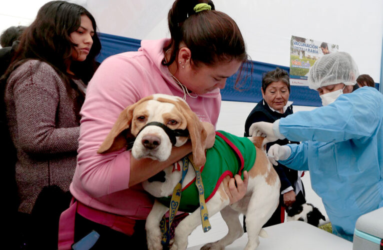 Este sábado y domingo vacunarán a perros y gatos contra la rabia