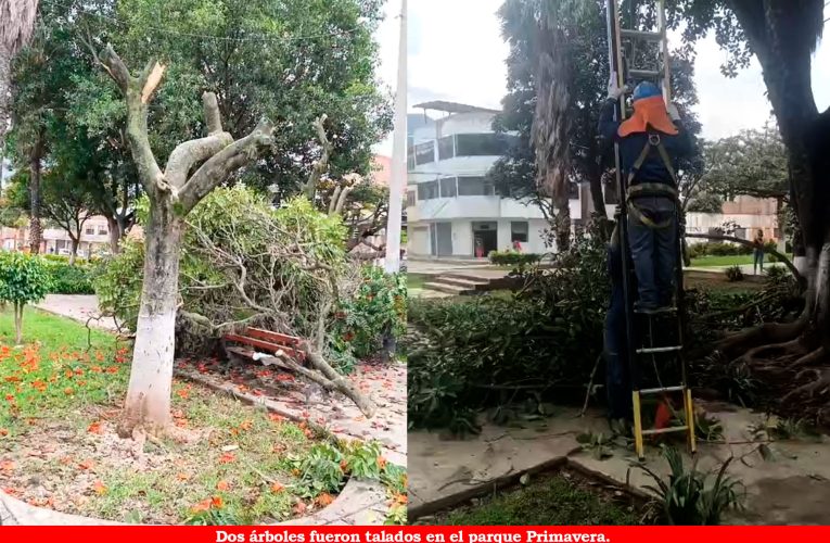 Fiscalía investiga poda de árboles en parque de Paucarbambilla
