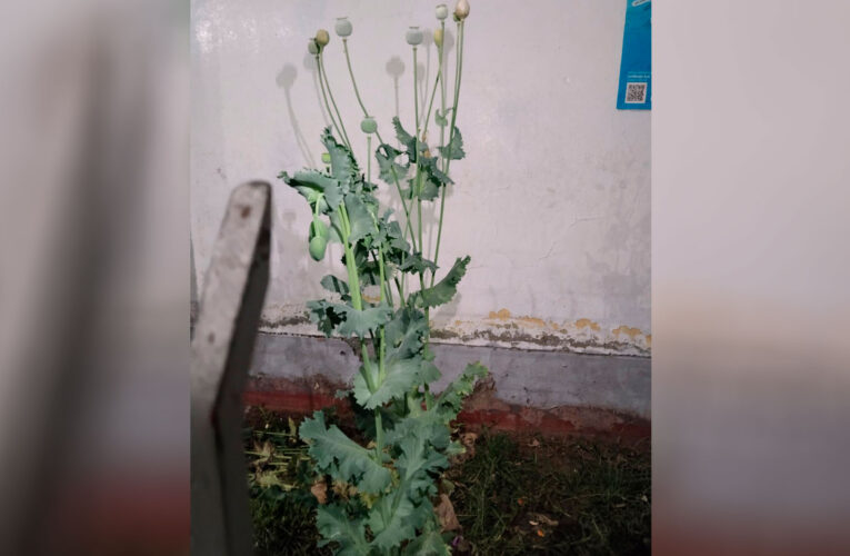 En jardín de municipalidad crecían plantas de amapola
